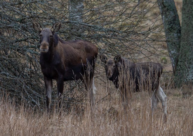 Elk watching excursion