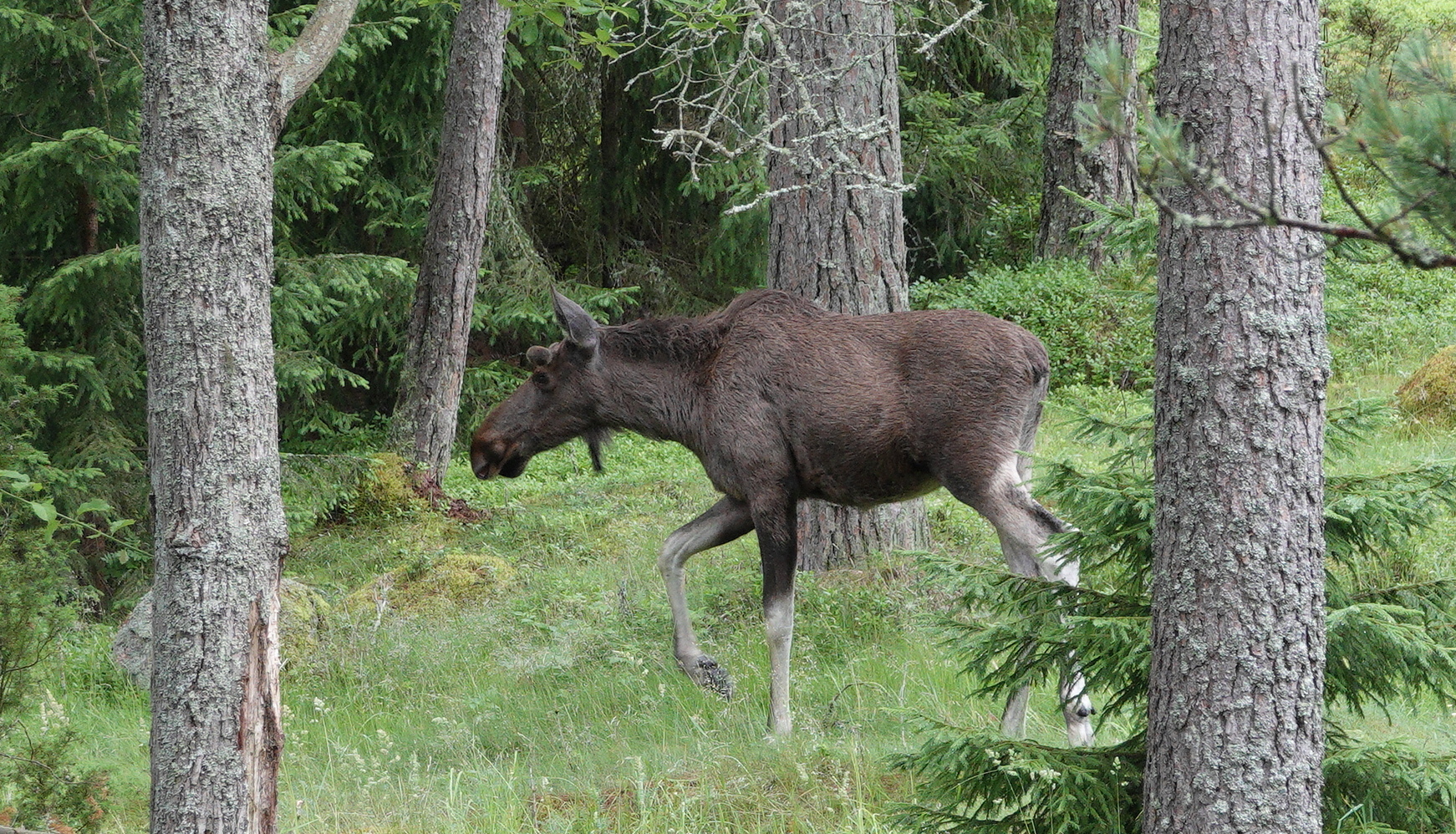 Elk/moose watching is very exciting 