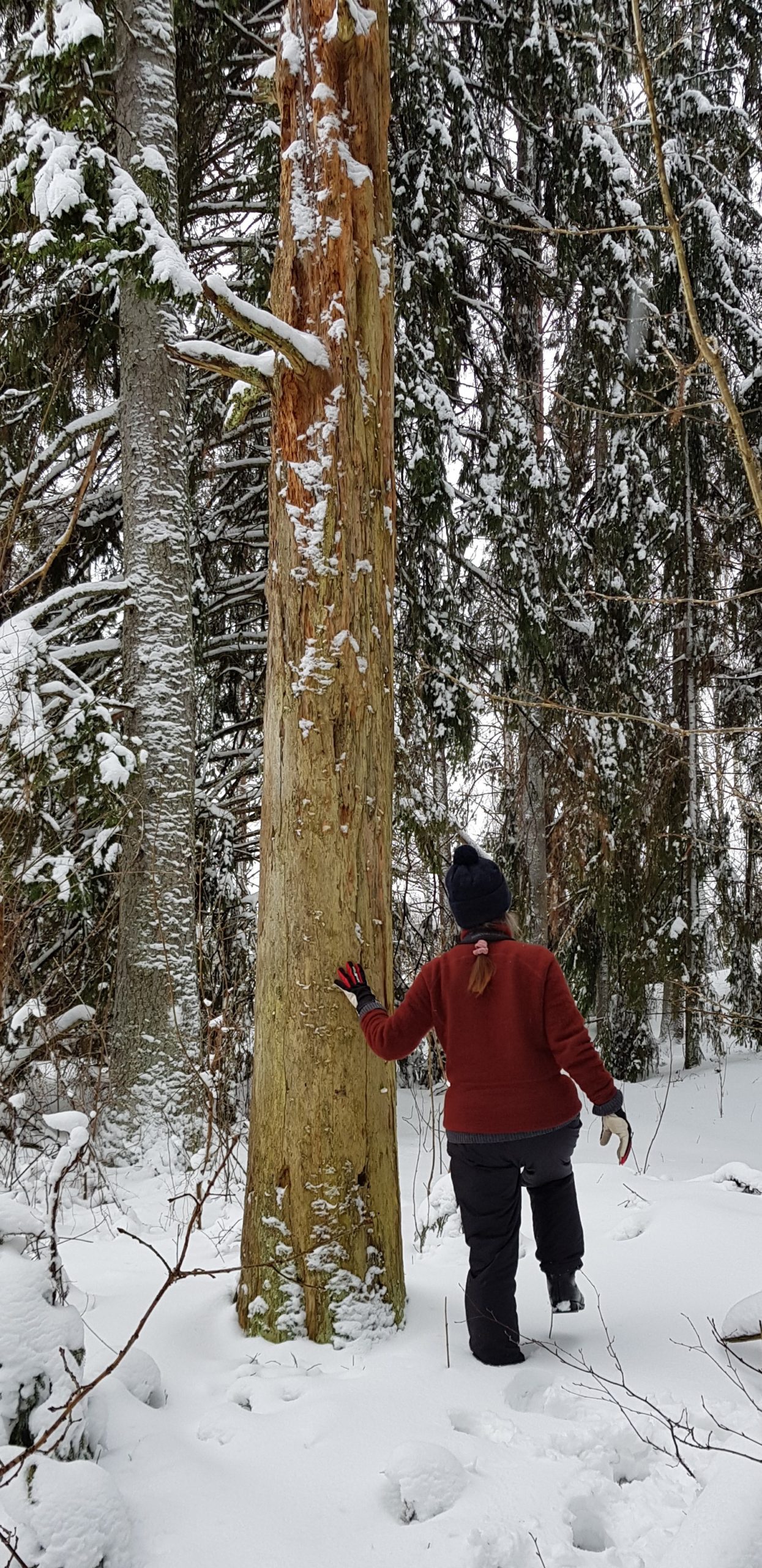 Retkeilijä askeltaa talviseen metsään