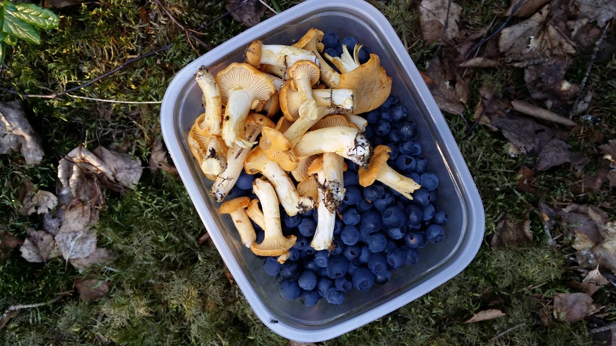 Treasures from the forest