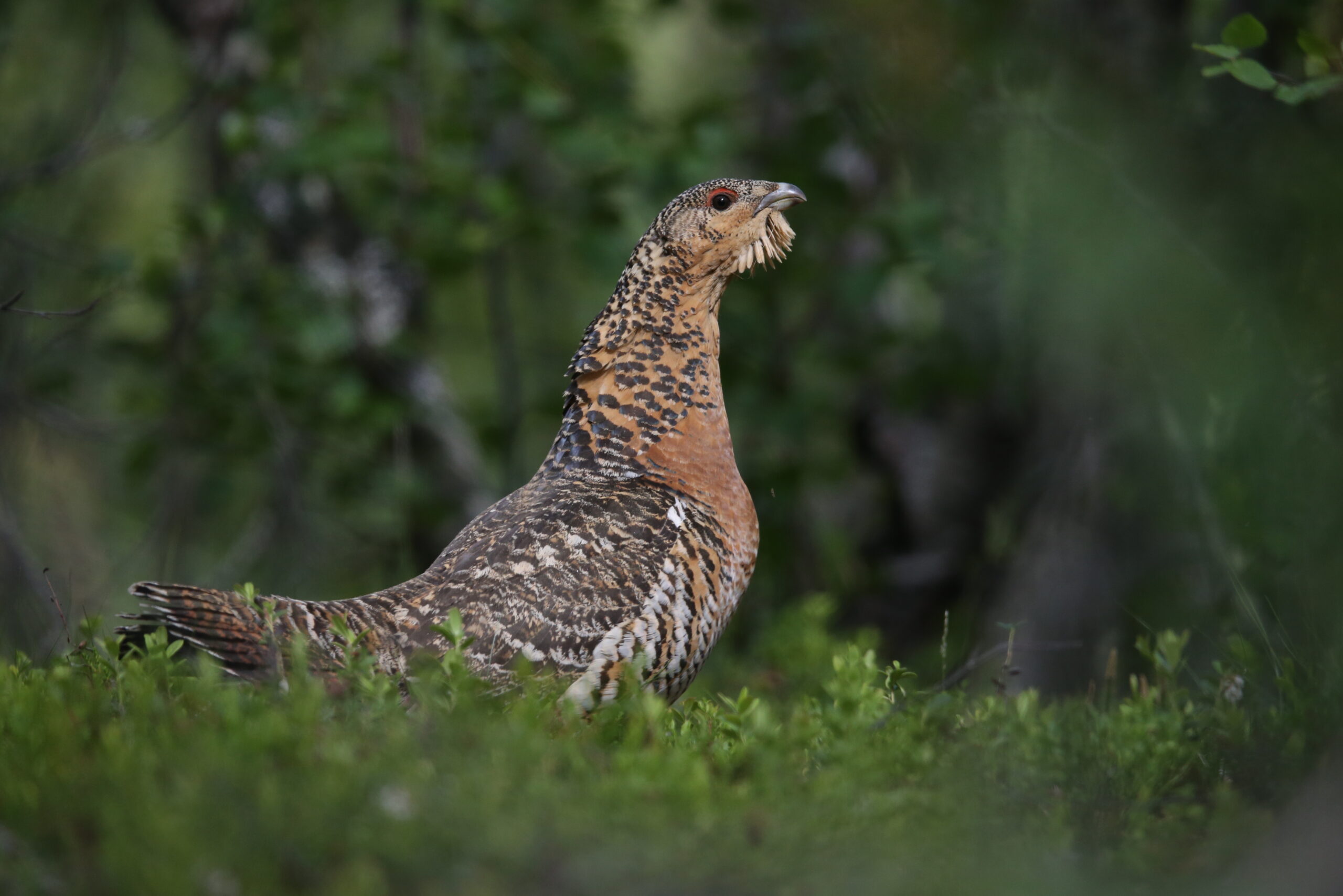 Capercaillie female in the Finnish forest