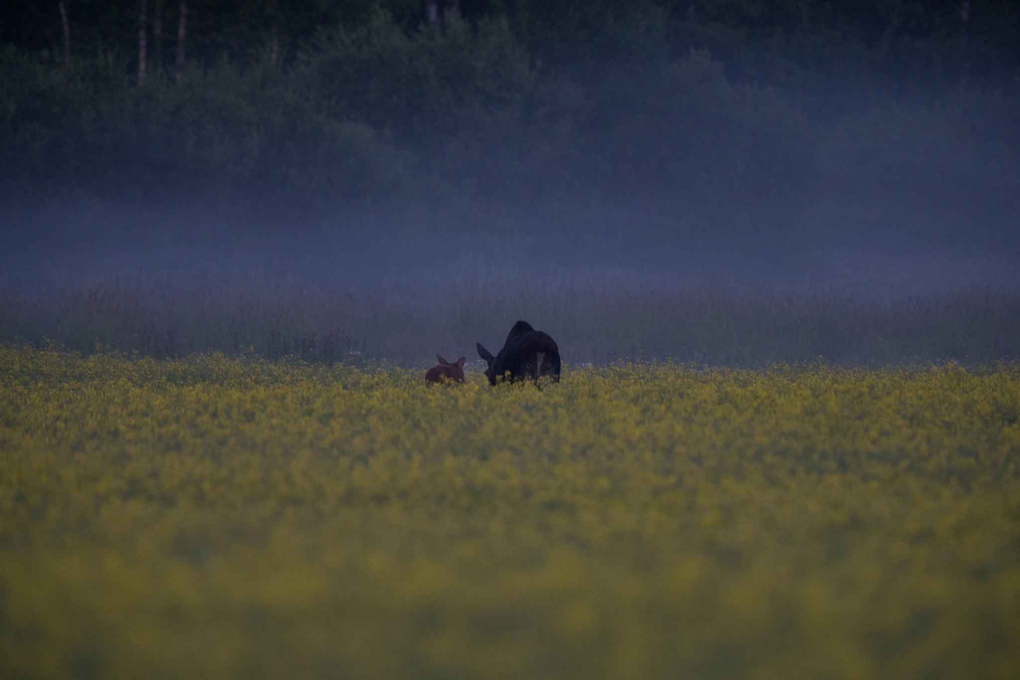 Elk family eating on a yellow field