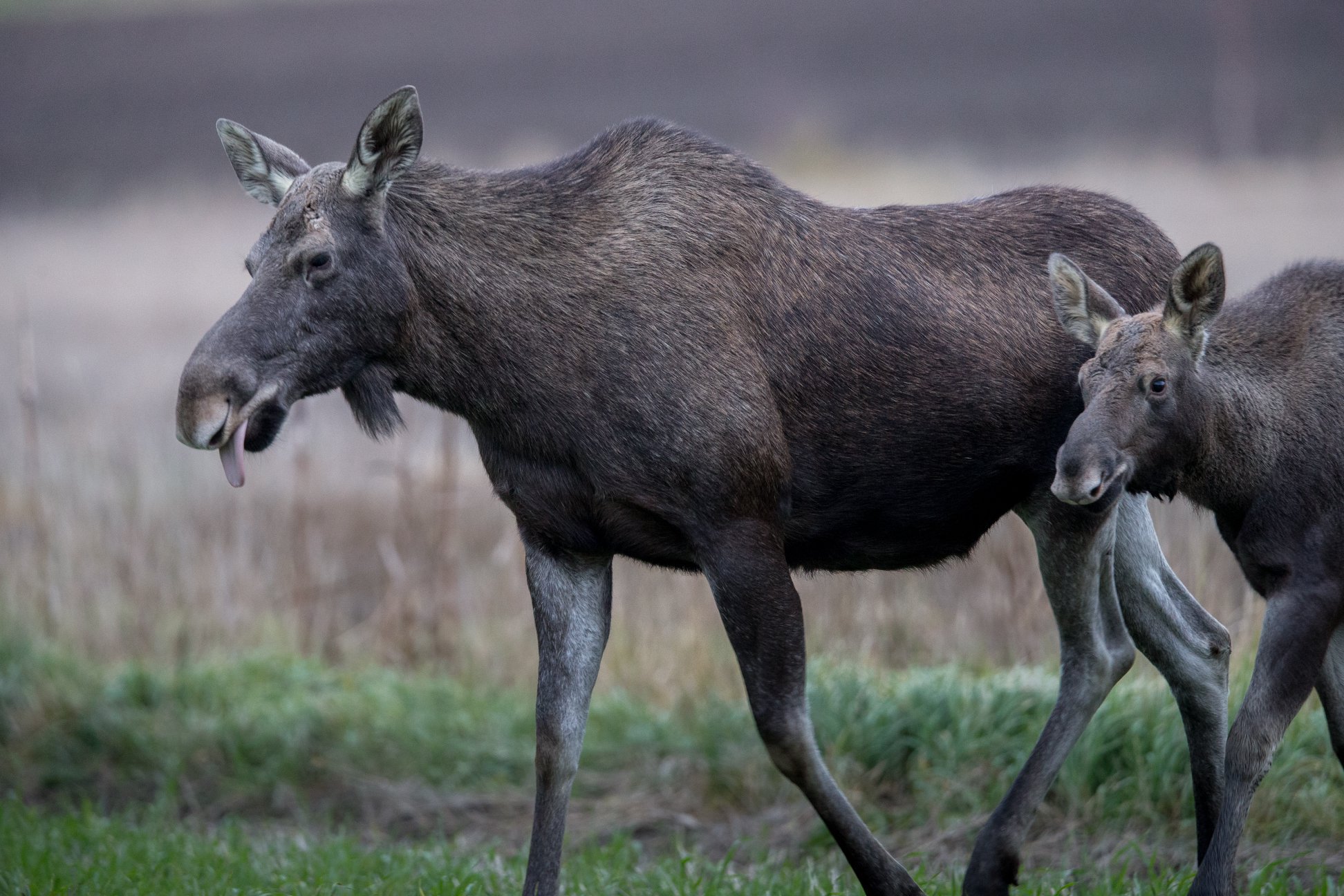 Mother Elk with its young offspring