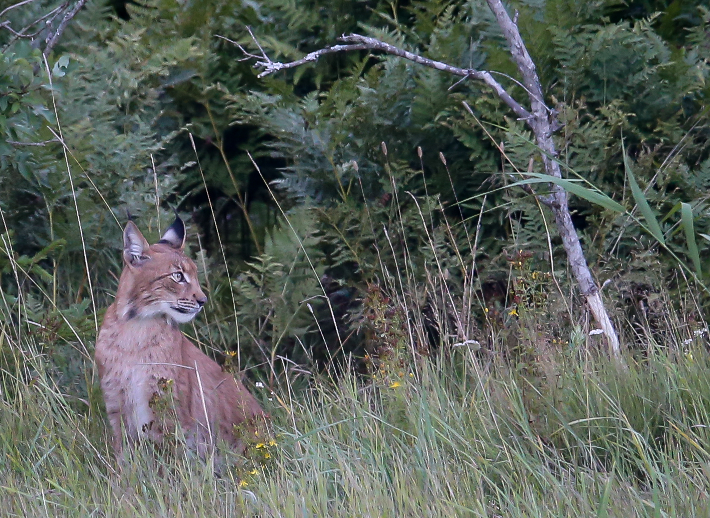 Eurasian Lynx sitting calmly at the edge of the forest