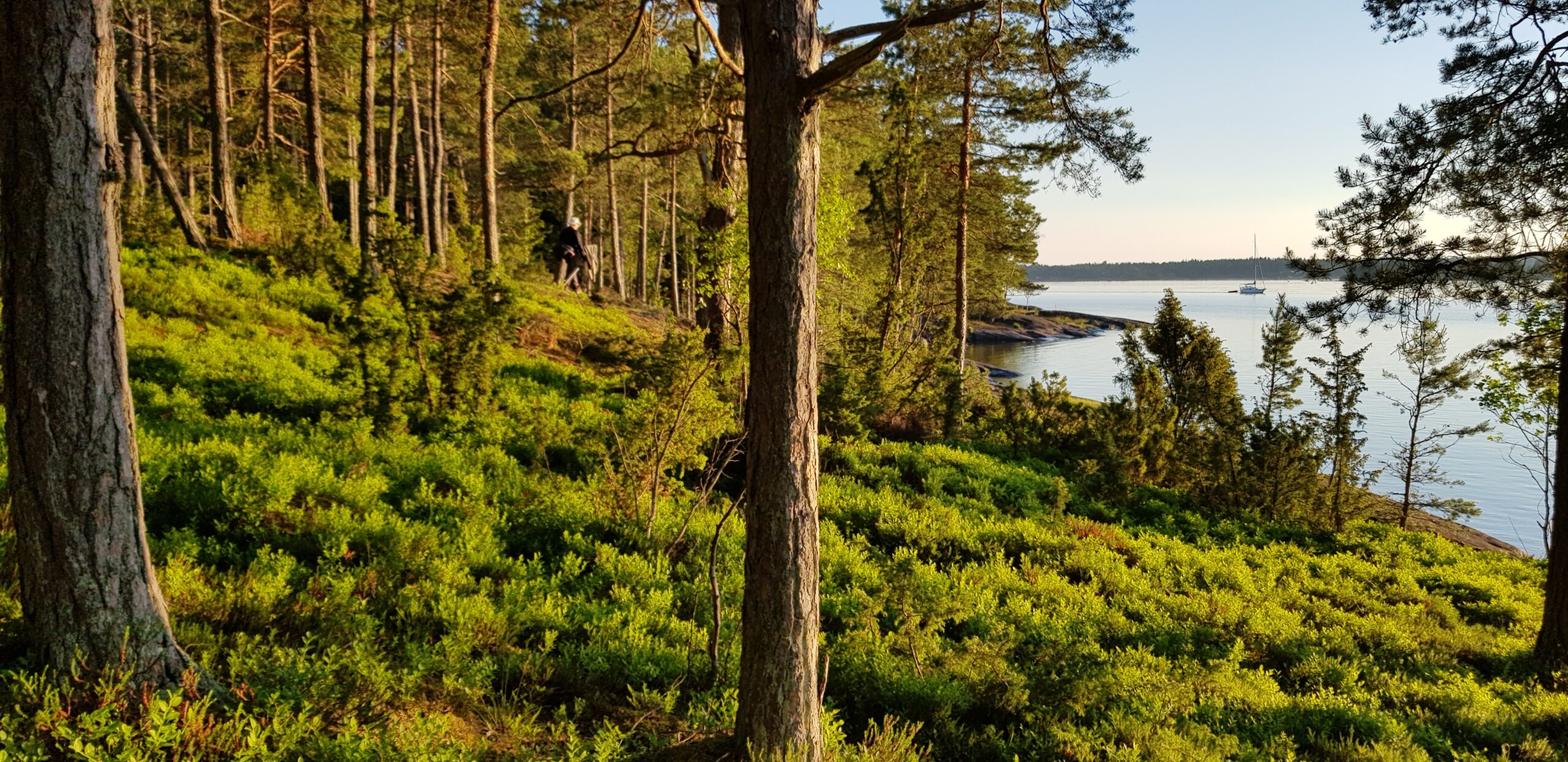 Boreal forest meets the sea