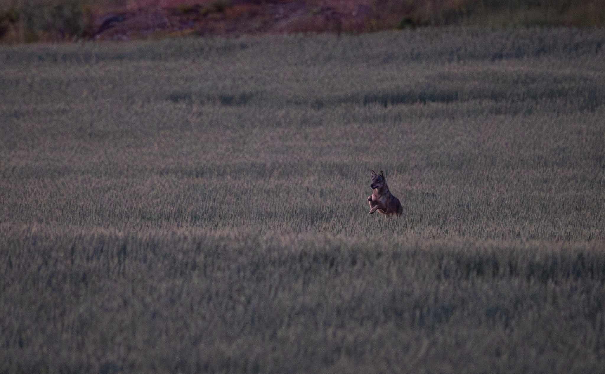 A Wolf on a crop field trying to catch a field hare