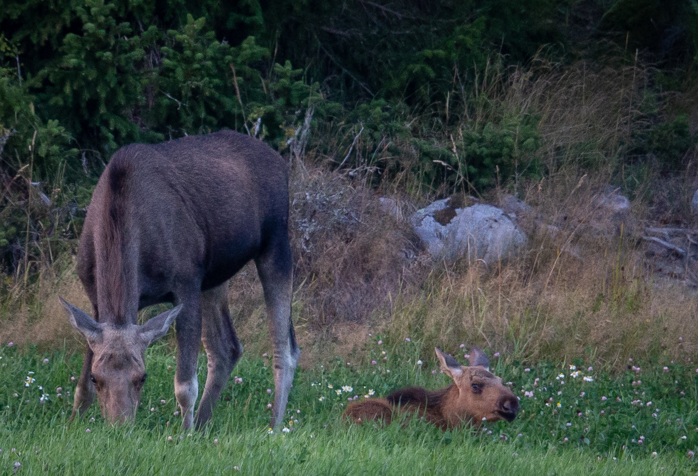 Elk mother and its young sleeping next to it