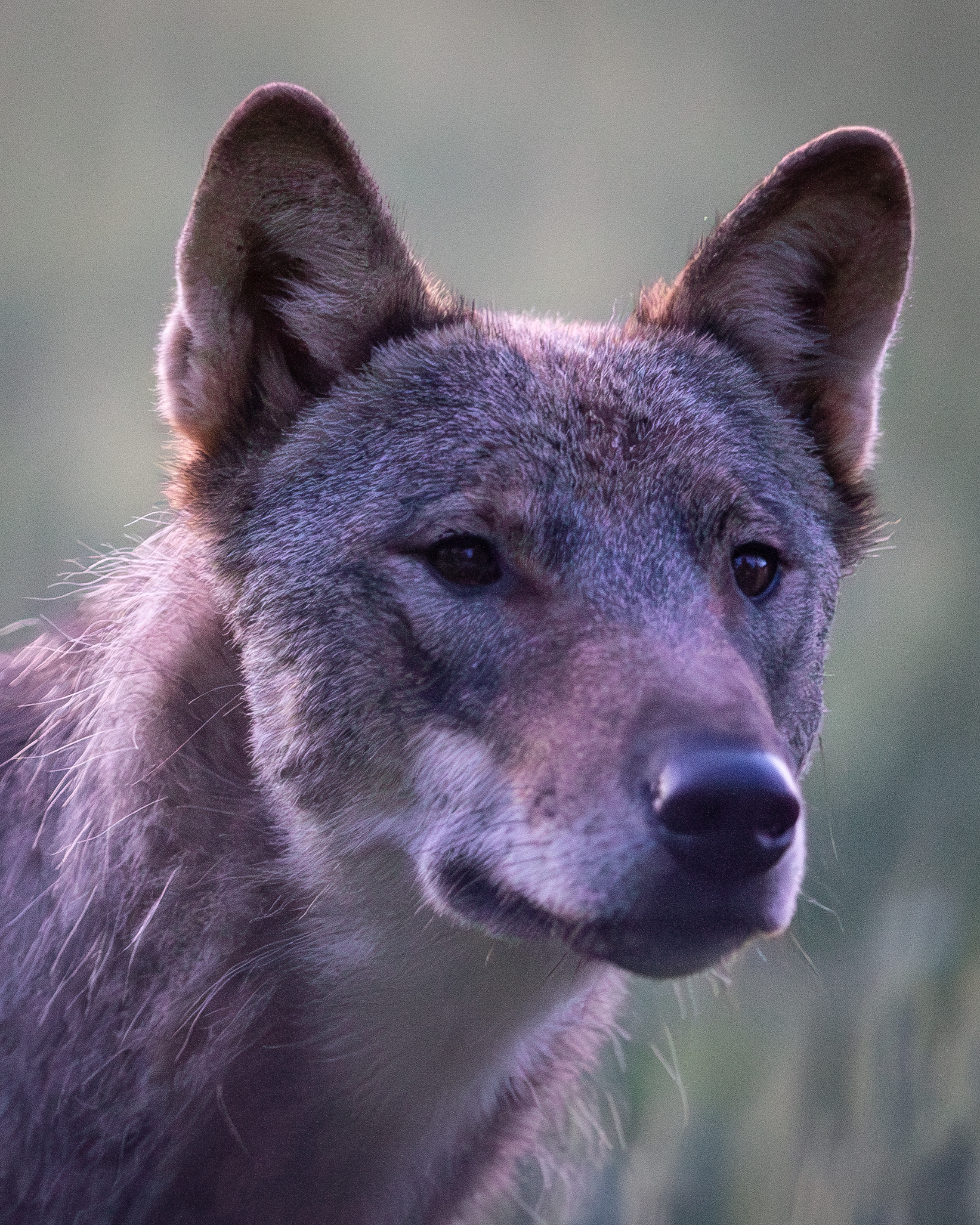 Young wolf spotted in beautiful light of summer night