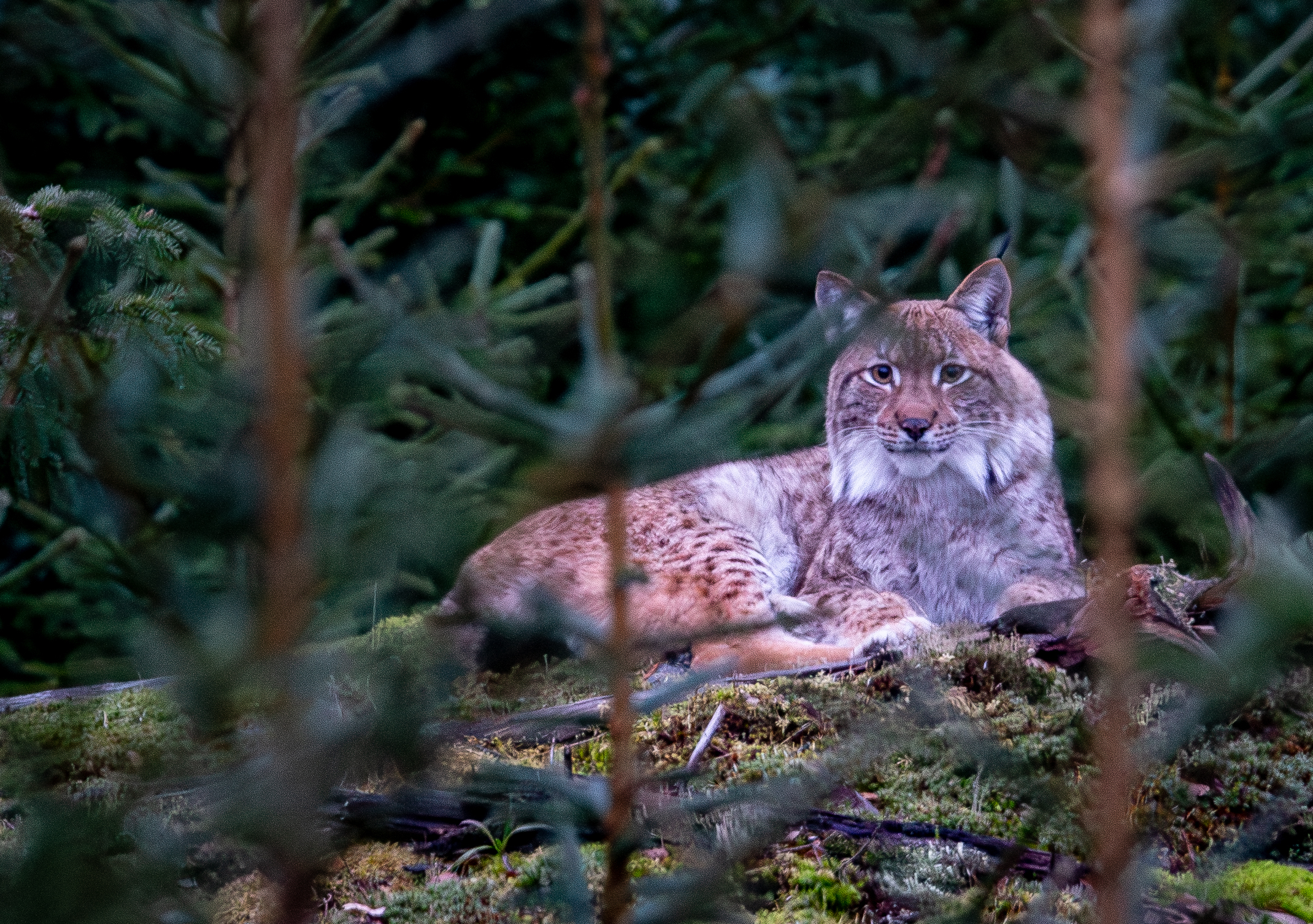 Eurasian Lynx resting in the woods