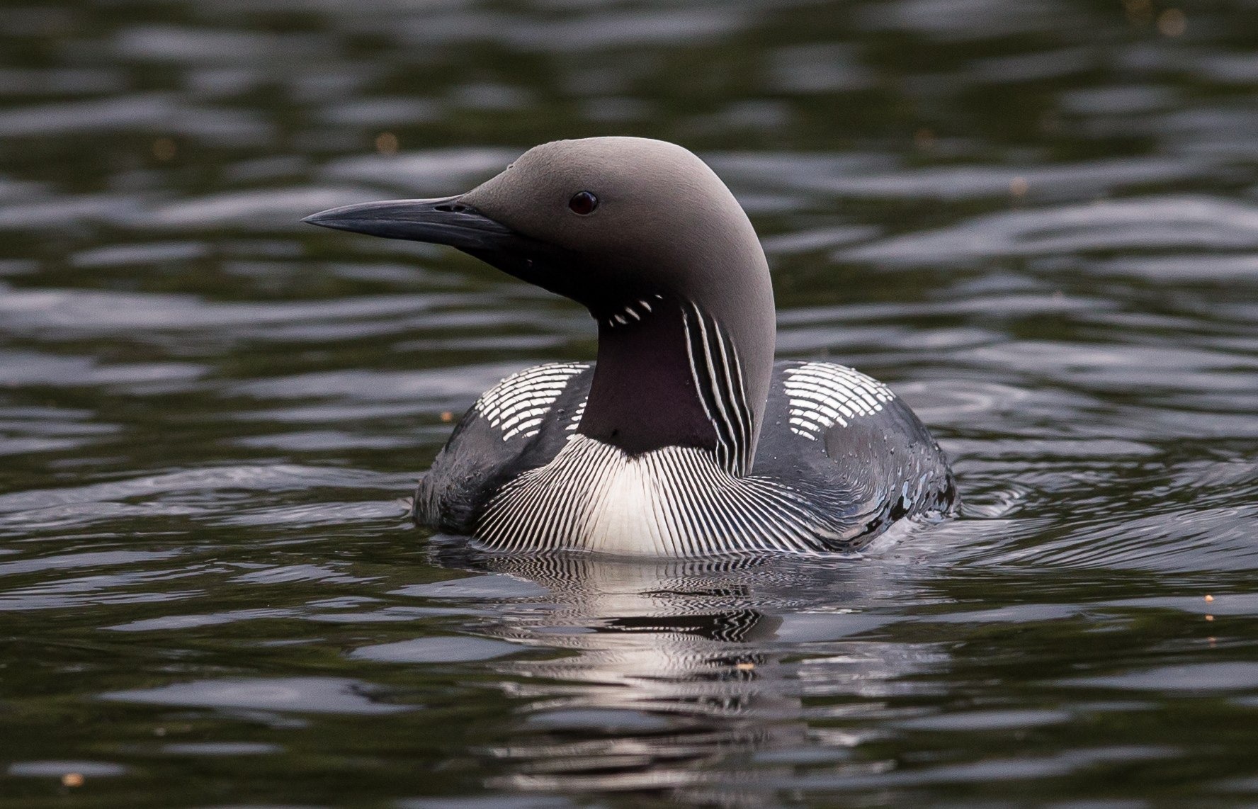 Black-throated diver breeds on clear fish-holding lakes