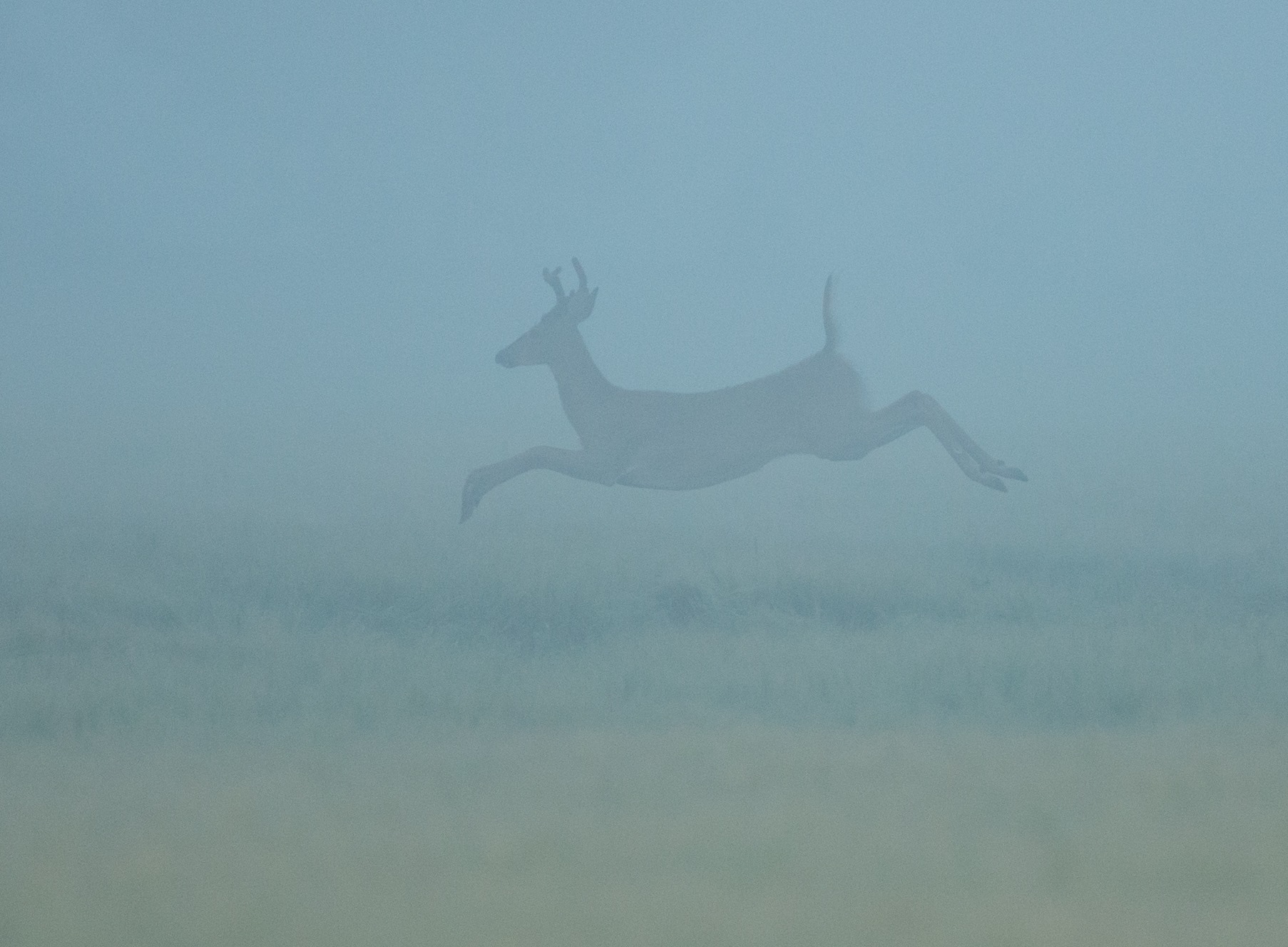 A deer is jumping high - foggy landscape as a background