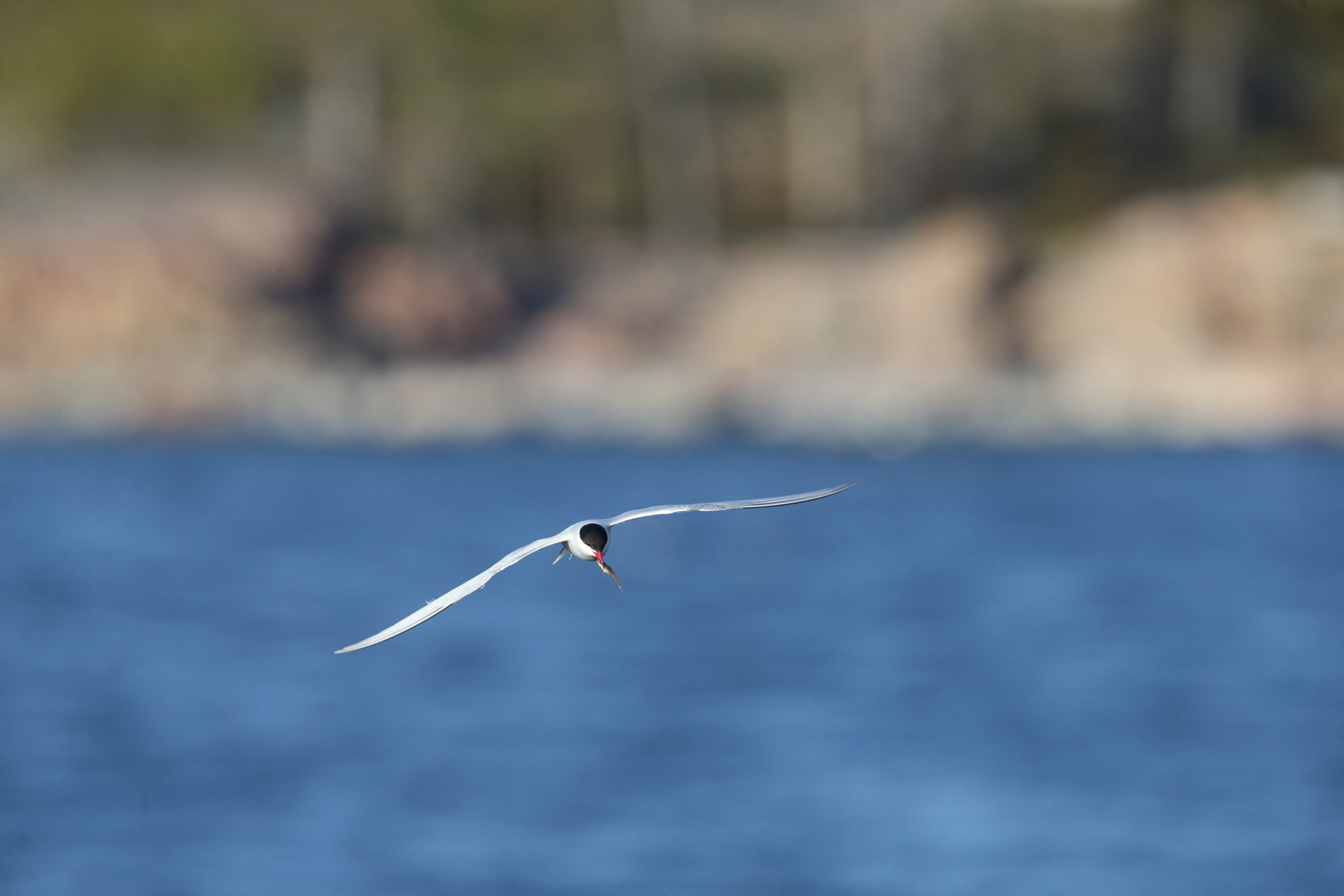 Arctic tern, fish in its mouth